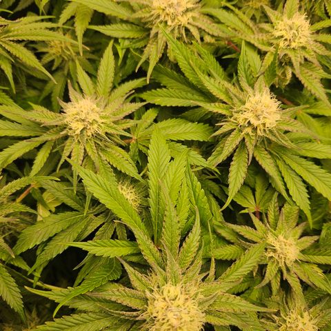 Dream dja growlog timeline photo