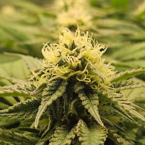 Dream dja growlog timeline photo
