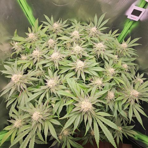 Dream dja growlog timeline photo
