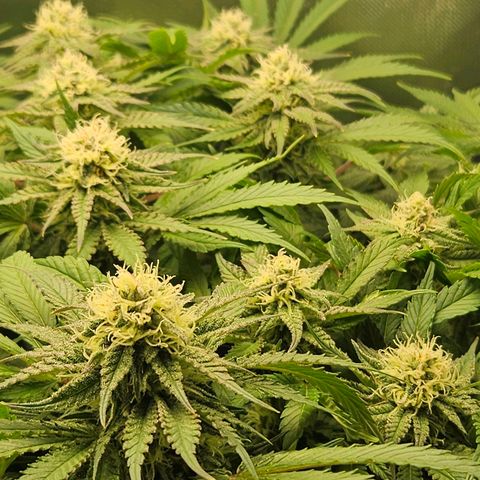 Dream dja growlog timeline photo