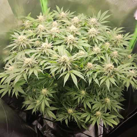 Dream dja growlog timeline photo