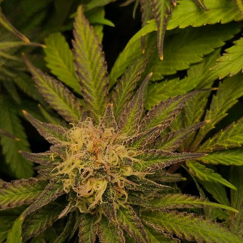 Dream dja growlog timeline photo