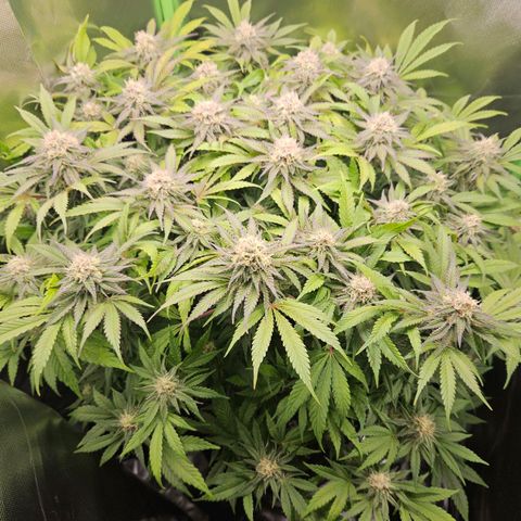 Dream dja growlog timeline photo