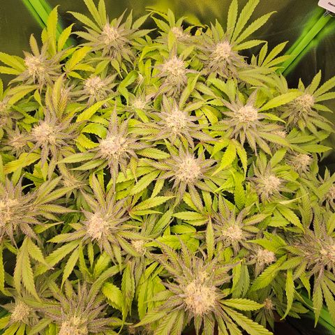 Dream dja growlog timeline photo