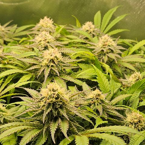 Dream dja growlog timeline photo
