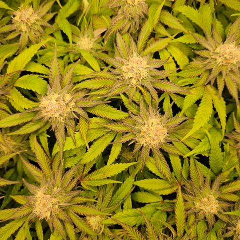 Dream dja growlog timeline photo