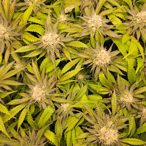 Dream dja growlog timeline photo