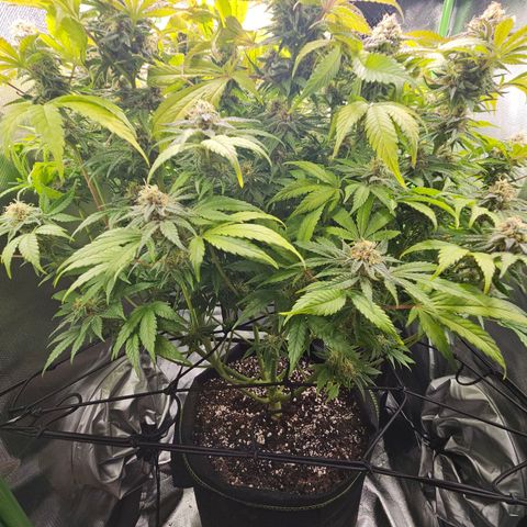 Dream dja growlog timeline photo