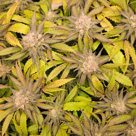 Dream dja growlog timeline photo
