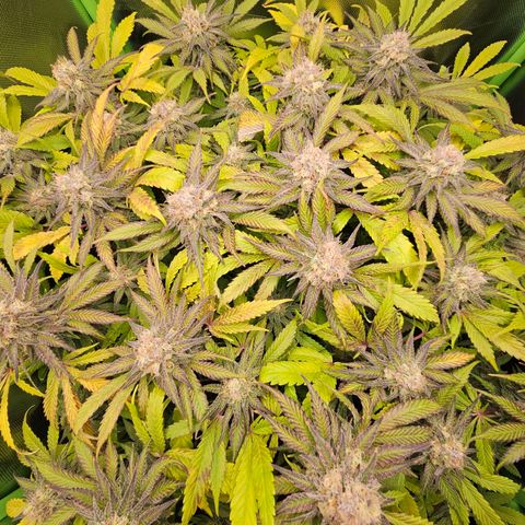 Dream dja growlog timeline photo