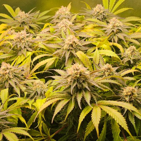 Dream dja growlog timeline photo
