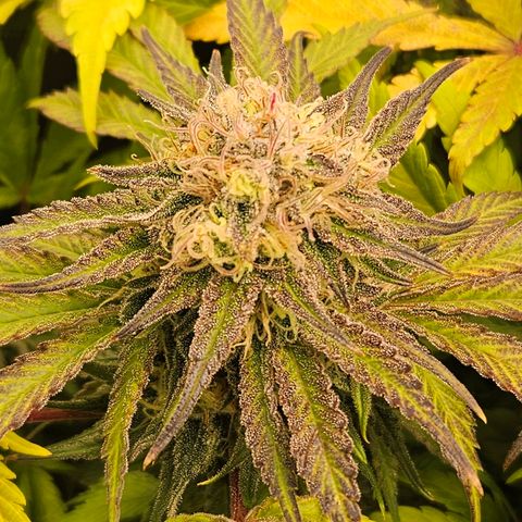 Dream dja growlog timeline photo