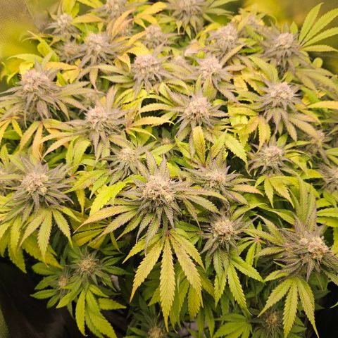 Dream dja growlog timeline photo