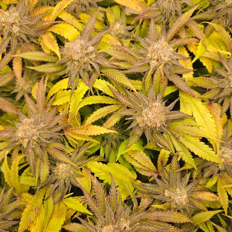 Dream dja growlog timeline photo