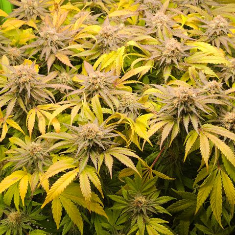 Dream dja growlog timeline photo