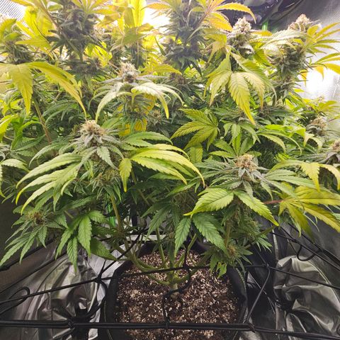 Dream dja growlog timeline photo