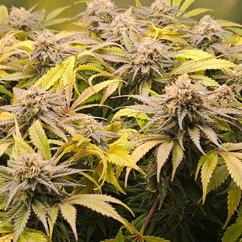 Dream dja growlog timeline photo