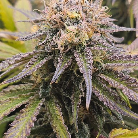 Dream dja growlog timeline photo