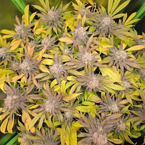 Dream dja growlog timeline photo