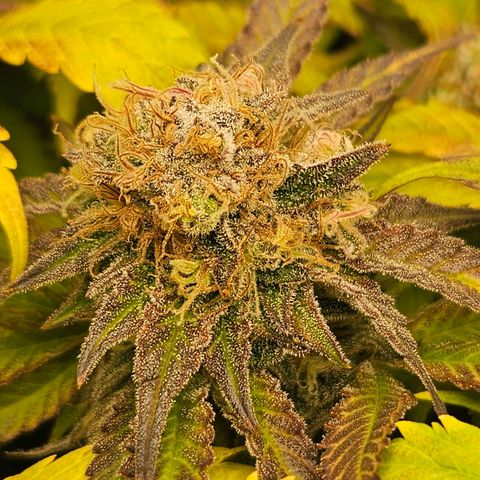 Dream dja growlog timeline photo