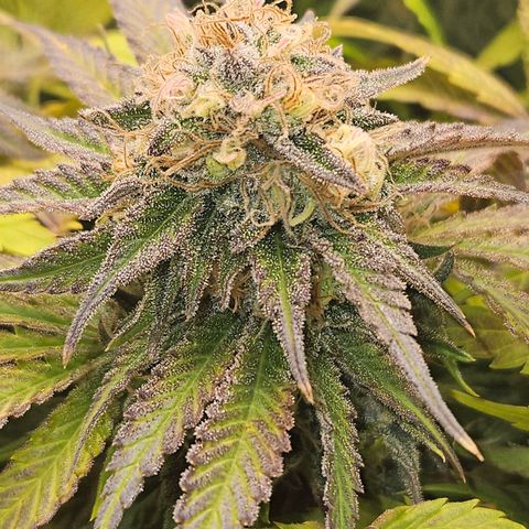 Dream dja growlog timeline photo