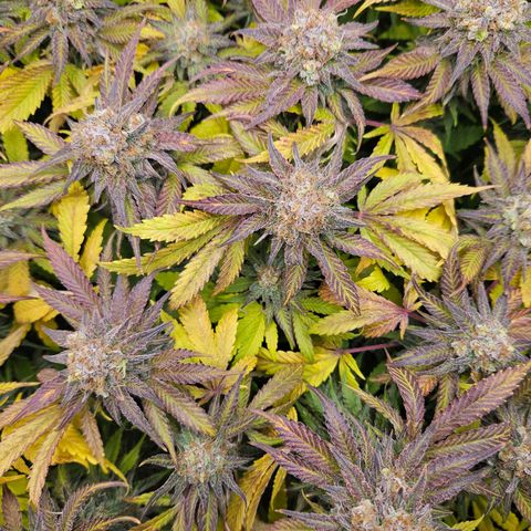 Dream dja growlog timeline photo