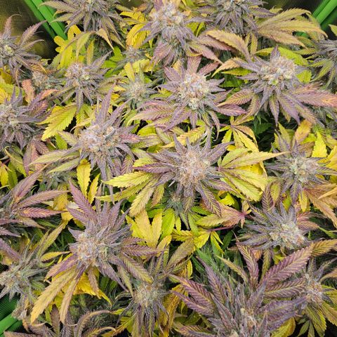 Dream dja growlog timeline photo