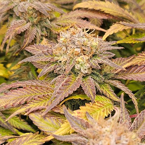 Dream dja growlog timeline photo