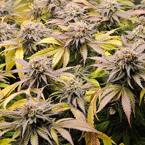 Dream dja growlog timeline photo