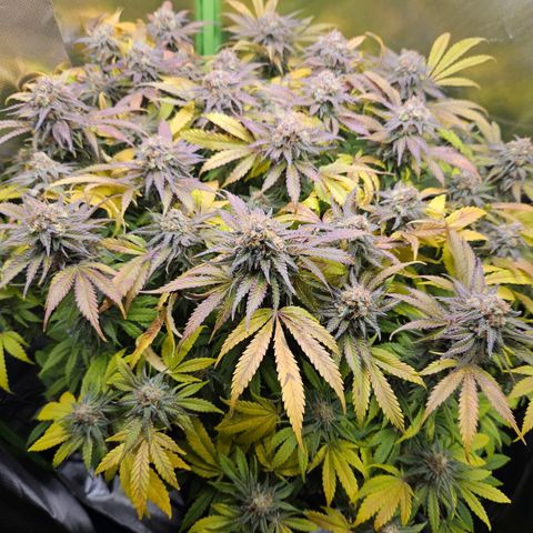 Dream dja growlog timeline photo