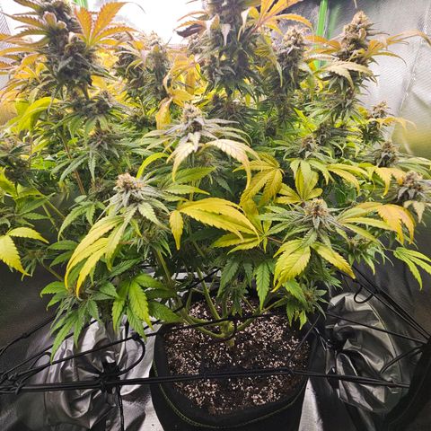 Dream dja growlog timeline photo
