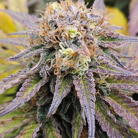 Dream dja growlog timeline photo