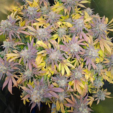 Dream dja growlog timeline photo