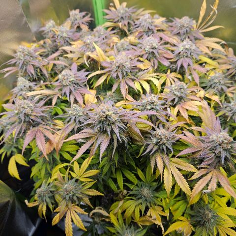 Dream dja growlog timeline photo