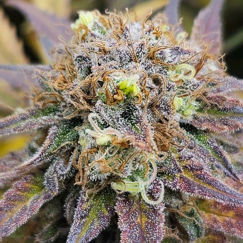 Dream dja growlog timeline photo