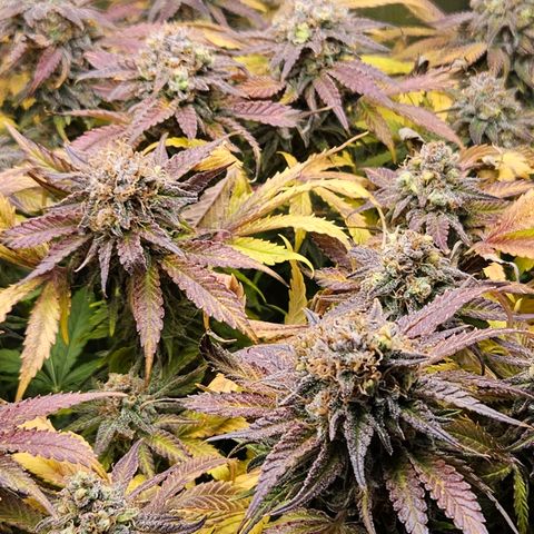 Dream dja growlog timeline photo