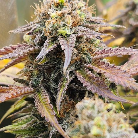 Dream dja growlog timeline photo