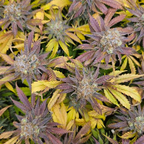 Dream dja growlog timeline photo