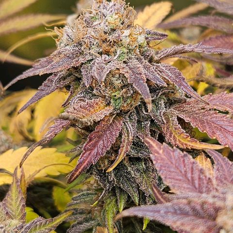 Dream dja growlog timeline photo