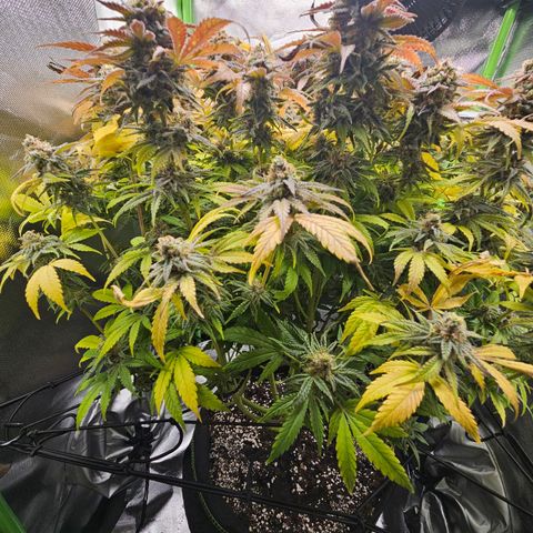 Dream dja growlog timeline photo