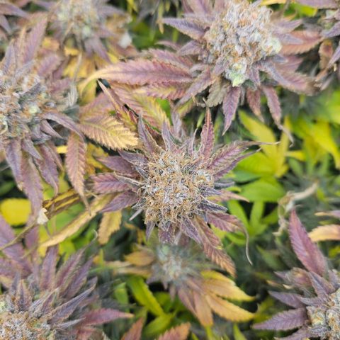 Dream dja growlog timeline photo