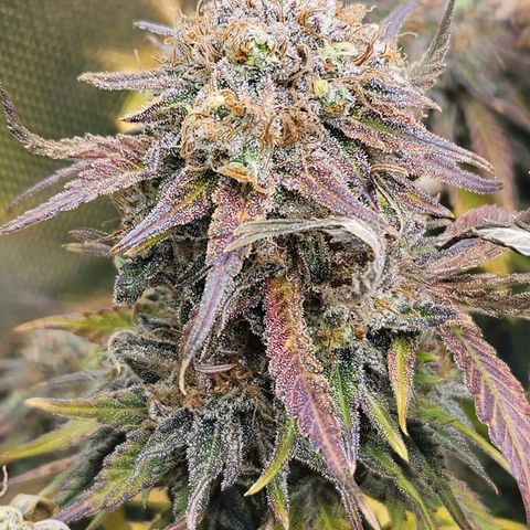 Dream dja growlog timeline photo