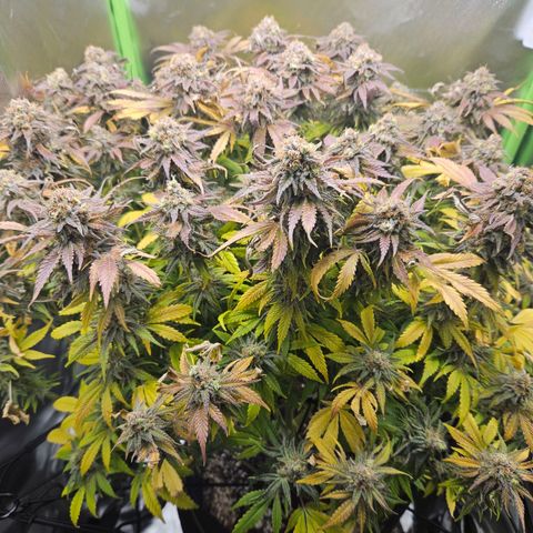 Dream dja growlog timeline photo