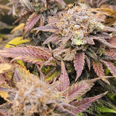 Dream dja growlog timeline photo
