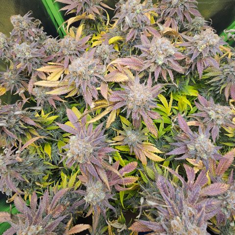 Dream dja growlog timeline photo