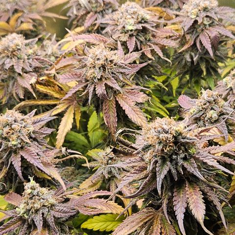 Dream dja growlog timeline photo