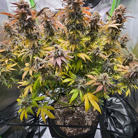 Dream dja growlog timeline photo