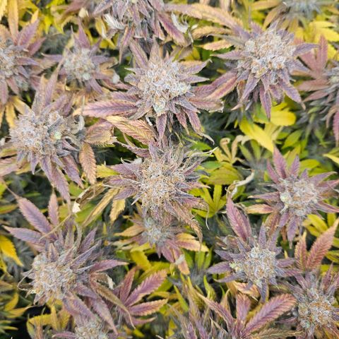 Dream dja growlog timeline photo