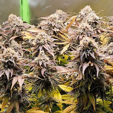 Dream dja growlog timeline photo