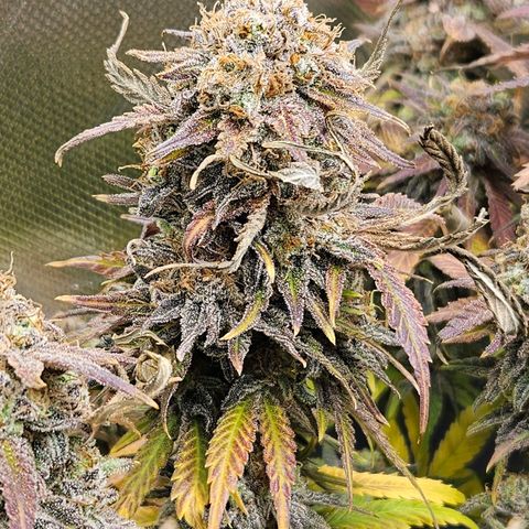 Dream dja growlog timeline photo